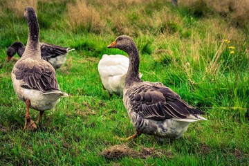 country goose on the grass