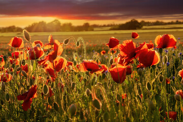 Fototapeta na wymiar The Sun setting on a field of poppies in the countryside, Jutland, Denmark.