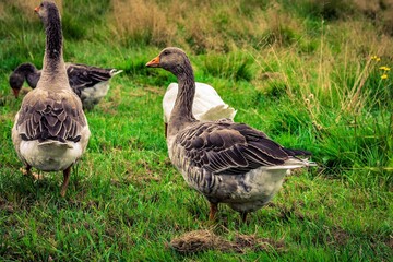 country goose on a meadow