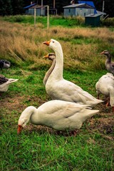 geese in the grass