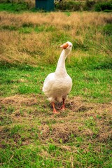 white goose on the grass