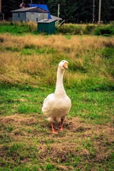 white goose in the grass