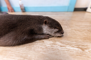 This Asian small-clawed otter is kept indoors.