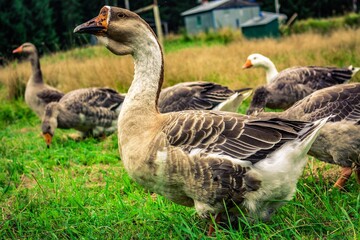 country goose on the grass