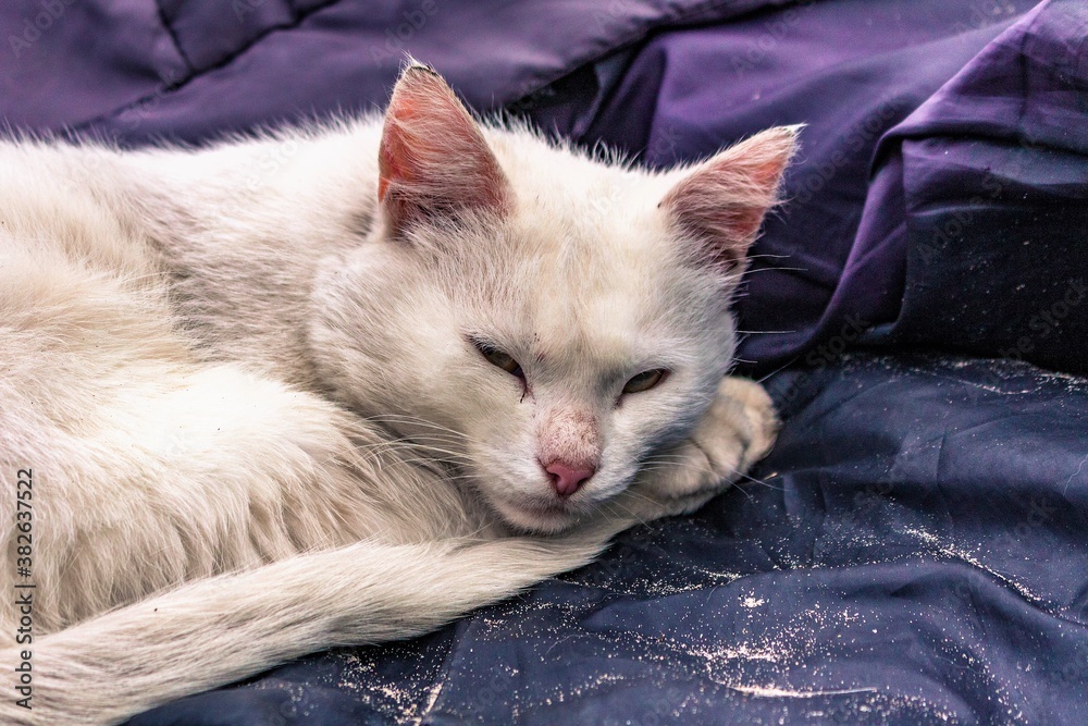 Wall mural sleeping cat