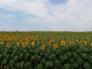 Fototapeta na wymiar sunflower