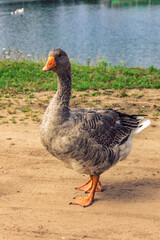 grey goose  © юлия Купавцева
