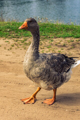 goose on the water