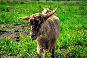 Fototapeta premium goat on the pasture