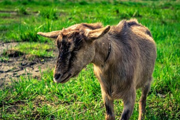 Fototapeta premium goat on pasture