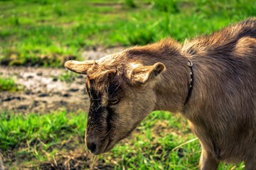 Fototapeta premium goat on the meadow