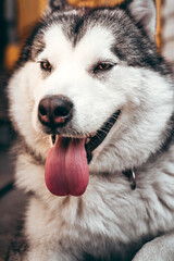 A female Malamute with beautiful intelligent brown eyes. Portrait of a charming fluffy gray-white Alaskan Malamute close-up. Beautiful huge friendly sled dog breed.