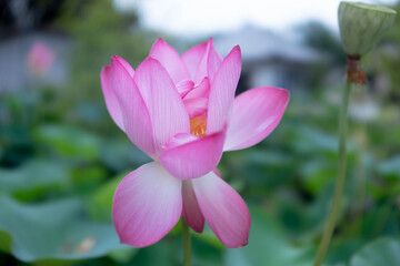 Obraz premium ピンクのハスの花