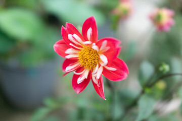 赤色のダリア　コラレット咲き
