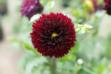 深紅のダリア　ポンポン咲き
