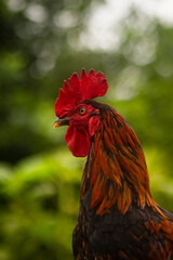 Rooster in the farm