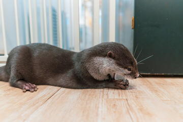 This Asian small-clawed otter is kept indoors.