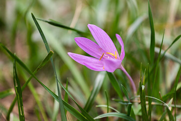 Purple crocus flower with saffron