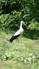 white stork in the grass