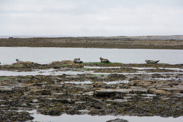 Group of seals in the middle of the rocks and next to a lake with very gray sky in Connemara, Ireland