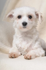 white dog wearing a collar