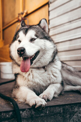 Beautiful charming female Malamute with brown eyes, fluffy ears and pink tongue lies and smiles. Large Alaskan Malamute gray - white color lies and rests after a long walk.