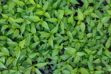 Chilli Padi of Sapling - Thai paprika leaf, top view.