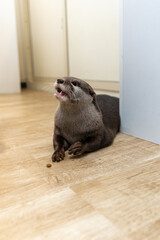 This Asian small-clawed otter is kept indoors.