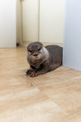 This Asian small-clawed otter is kept indoors.