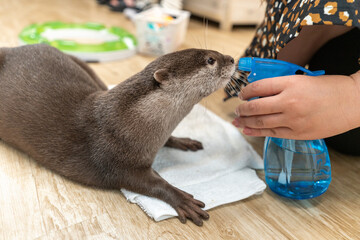 This Asian small-clawed otter is kept indoors.