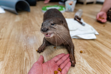 This Asian small-clawed otter is kept indoors.