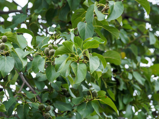 Aulne blanc (Alnus incana) 