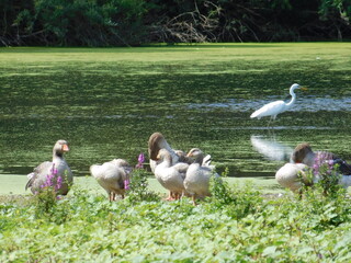 geese in the park