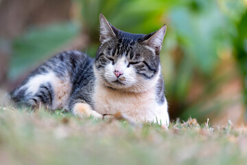 Naklejka na ściany i meble A tabby male cat with napping on the plants of garden. Animal world. Pet lover. Animals defender. Cat lover. American wirehair