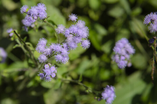 Flowers spring season, blue mist flower