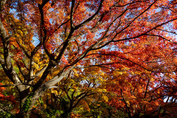 美しいカラフルな紅葉の秋
