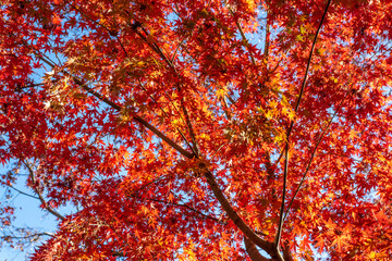 美しいカラフルな紅葉の秋