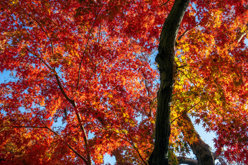 美しいカラフルな紅葉の秋
