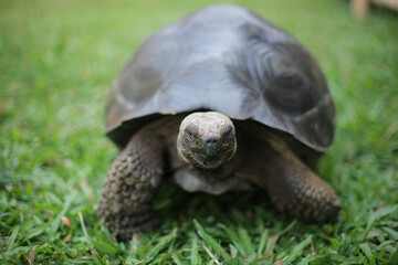 Close up of a beautiful giant tortoise 