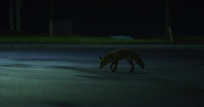 Red fox at night walking in the city orange eyes flash under street lights