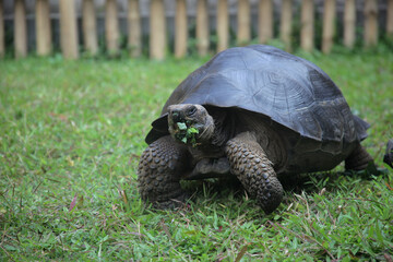 A giant tortoise chewing food