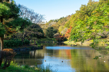 池のある公園の美しい景色