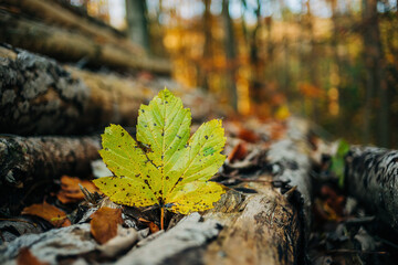 Autumn colored maple leaf in forest close up