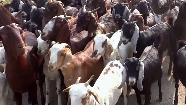 High angle, medium, a herd of goats in rural India