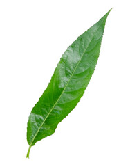 Green willow leaf isolated on a white background without shadow. Item for packaging, design, mockup and scene creator