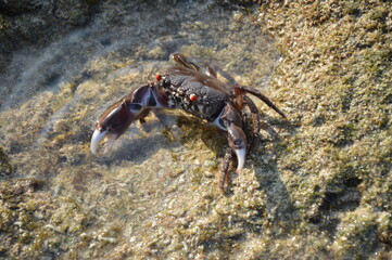 crab on the beach