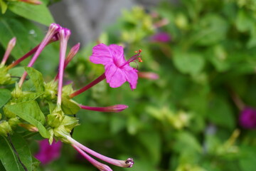 ビンク色の花