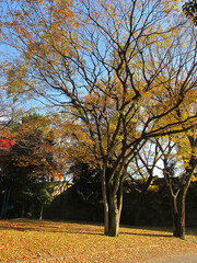 Big yellow maple tree in center of park