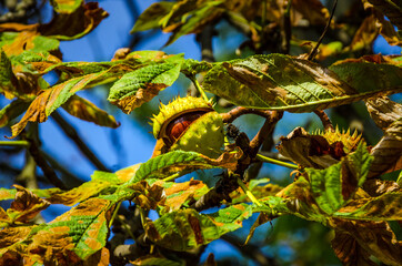 Autumn leaves and chestnuts on the tree