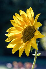 Naklejka premium in der Abendsonne